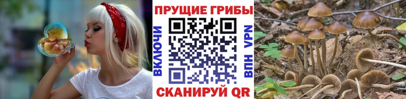 Псилоцибиновые грибы Psilocybine cubensis Беслан